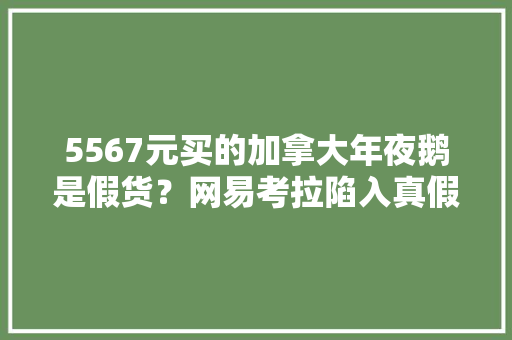 5567元买的加拿大年夜鹅是假货？网易考拉陷入真假疑云！今早送东莞剖断真伪