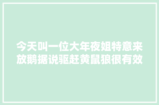 今天叫一位大年夜姐特意来放鹅据说驱赶黄鼠狼很有效你们...