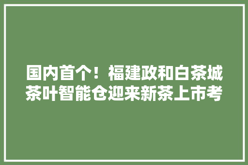 国内首个！福建政和白茶城茶叶智能仓迎来新茶上市考验
