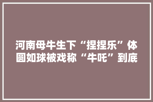 河南母牛生下“捏捏乐”体圆如球被戏称“牛吒”到底是什么？