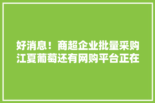 好消息！商超企业批量采购江夏葡萄还有网购平台正在洽谈…… 好消息！商超企业批量采购江夏葡萄还有网购平台正在洽谈…… 智能科技