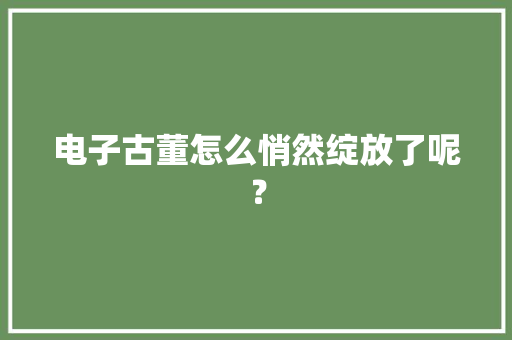 电子古董怎么悄然绽放了呢？