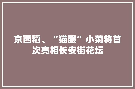 京西稻、“猫眼”小菊将首次亮相长安街花坛