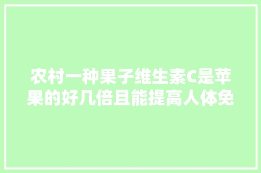 农村一种果子维生素C是苹果的好几倍且能提高人体免疫力
