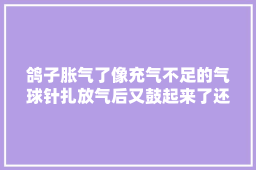 鸽子胀气了像充气不足的气球针扎放气后又鼓起来了还有救吗