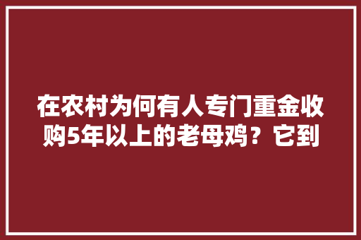 在农村为何有人专门重金收购5年以上的老母鸡？它到底有什么用