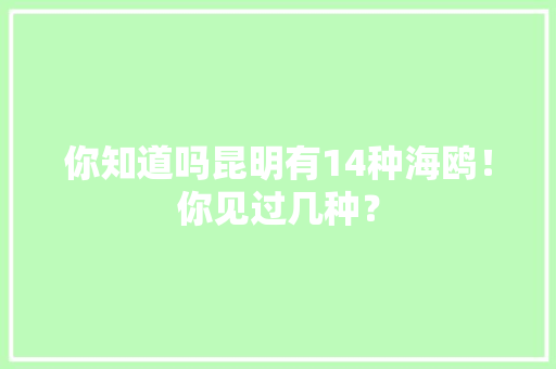 你知道吗昆明有14种海鸥！你见过几种？