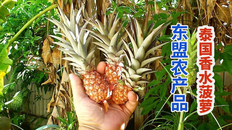 泰国喷鼻香水小菠萝味道惊艳喷鼻香味四溢!一口就上瘾 智能科技 泰国喷鼻香水小菠萝味道惊艳喷鼻香味四溢!一口就上瘾 泰国喷鼻香水小菠萝味道惊艳喷鼻香味四溢!一口就上瘾 智能科技