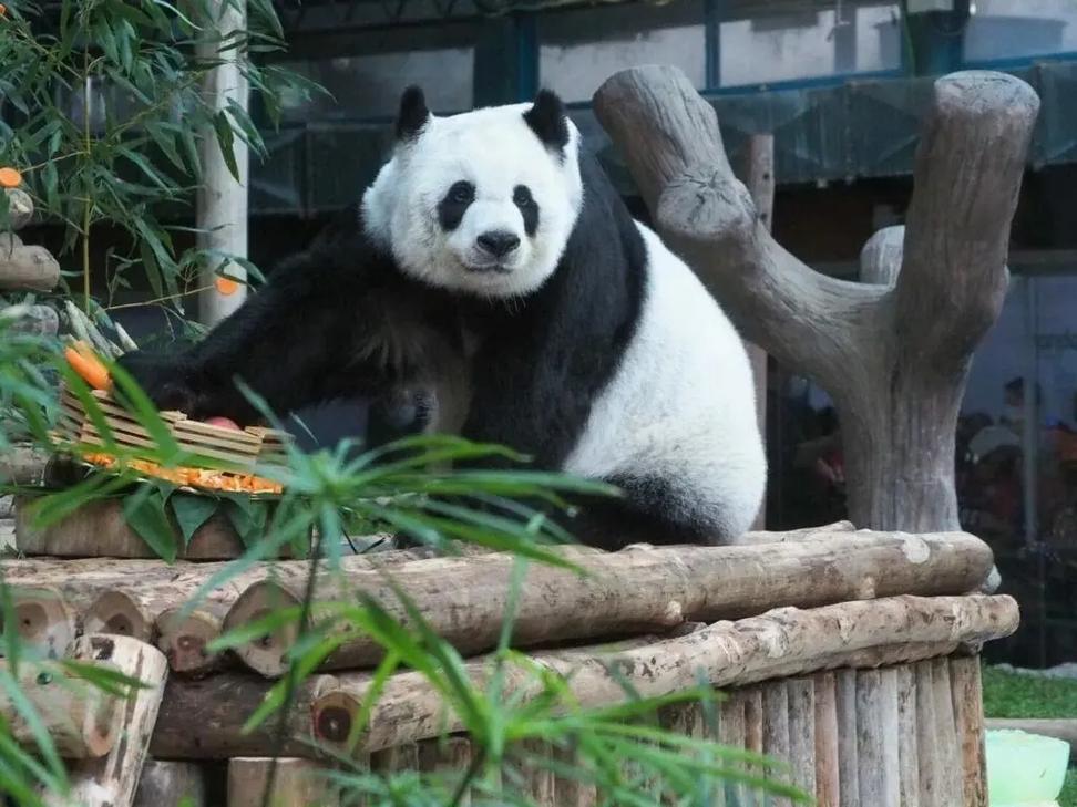 外国人会代购哪些中国产品？网友分享他们以为熊猫是中国人的宠物 外国人会代购哪些中国产品？网友分享他们以为熊猫是中国人的宠物 互联通信