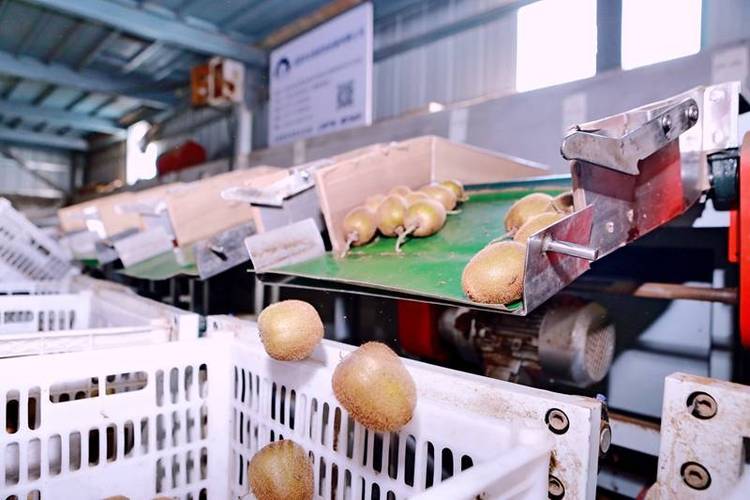电商助农拓宽发卖渠道 西安周至猕猴桃走上高质量快车道 人工智能 电商助农拓宽发卖渠道 西安周至猕猴桃走上高质量快车道 电商助农拓宽发卖渠道 西安周至猕猴桃走上高质量快车道 人工智能