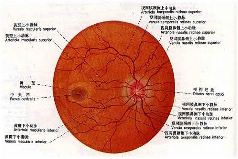 眼疾与心血管病征兆 人工智能 眼疾与心血管病征兆 眼疾与心血管病征兆 人工智能