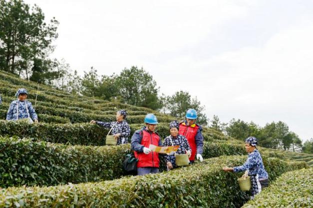 国网重庆云阳供电公司:春茶加工分娩忙 电力护航春茶飘喷鼻香 智能科技 国网重庆云阳供电公司:春茶加工分娩忙 电力护航春茶飘喷鼻香 国网重庆云阳供电公司:春茶加工分娩忙 电力护航春茶飘喷鼻香 智能科技