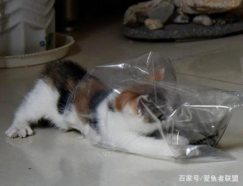 猫咪憎恶“发光”物品?若是不晃眼还能动一个塑料袋就够它玩了 智能家居 猫咪憎恶“发光”物品?若是不晃眼还能动一个塑料袋就够它玩了 猫咪憎恶“发光”物品?若是不晃眼还能动一个塑料袋就够它玩了 智能家居