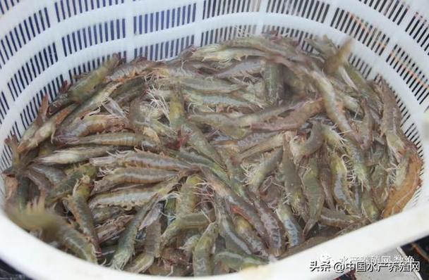 好事连连!饲料大年夜范围降价!对虾鳜鱼鲈鱼黑鱼草鱼鲫鱼牛蛙涨价! 智能家居 好事连连!饲料大年夜范围降价!对虾鳜鱼鲈鱼黑鱼草鱼鲫鱼牛蛙涨价! 好事连连!饲料大年夜范围降价!对虾鳜鱼鲈鱼黑鱼草鱼鲫鱼牛蛙涨价! 智能家居