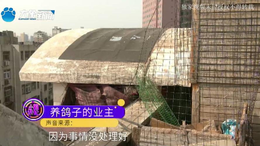 几百只鸽子养在楼顶小区居平易近苦不堪言16载 人工智能 几百只鸽子养在楼顶小区居平易近苦不堪言16载 几百只鸽子养在楼顶小区居平易近苦不堪言16载 人工智能
