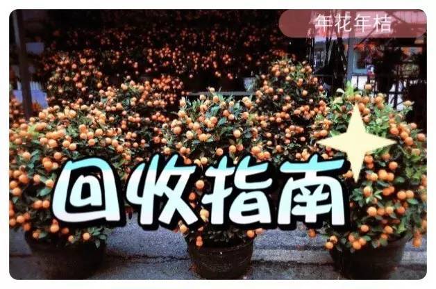 年花年桔莫乱扔!深圳坪山这份收受接收指南请收好 互联通信 年花年桔莫乱扔!深圳坪山这份收受接收指南请收好 年花年桔莫乱扔!深圳坪山这份收受接收指南请收好 互联通信