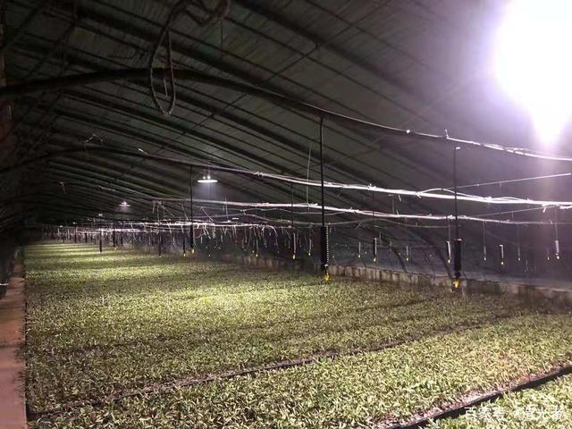 温室大年夜棚尽显“科技范儿” 互联通信 温室大年夜棚尽显“科技范儿” 温室大年夜棚尽显“科技范儿” 互联通信