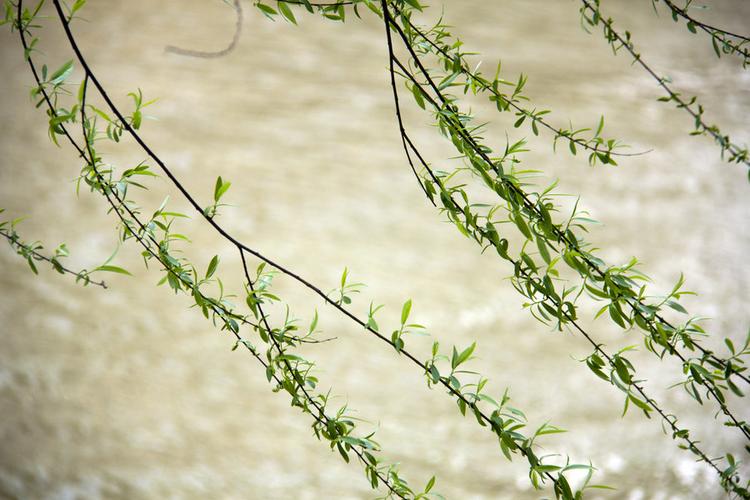 宣州“大年夜风歌”之十四:杨柳风光 智能家居 宣州“大年夜风歌”之十四:杨柳风光 宣州“大年夜风歌”之十四:杨柳风光 智能家居