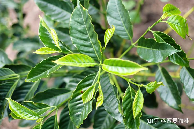 科普:创造可充电的绿色新世界解读2019年诺贝尔化学奖成果 智能家居 科普:创造可充电的绿色新世界解读2019年诺贝尔化学奖成果 科普:创造可充电的绿色新世界解读2019年诺贝尔化学奖成果 智能家居
