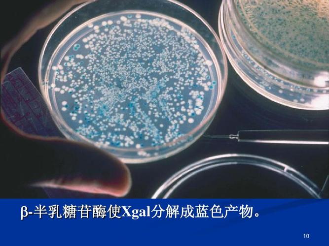 默克Sigma实验分享 | 蓝白斑筛选和菌落筛选实验筹划 智能科技 默克Sigma实验分享 | 蓝白斑筛选和菌落筛选实验筹划 默克Sigma实验分享 | 蓝白斑筛选和菌落筛选实验筹划 智能科技