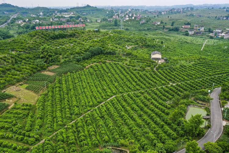 缘林莆EM植物营养液:用心做好产品助推绿色农业高质量成长 智能家居 缘林莆EM植物营养液:用心做好产品助推绿色农业高质量成长 缘林莆EM植物营养液:用心做好产品助推绿色农业高质量成长 智能家居