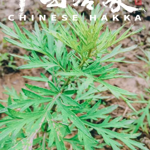 种下3000亩“鲍姑艾”这家公司打造艾草全家当链 智能家居 种下3000亩“鲍姑艾”这家公司打造艾草全家当链 种下3000亩“鲍姑艾”这家公司打造艾草全家当链 智能家居