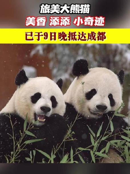 旅美大年夜熊猫“美喷鼻香”一家三口动身回国!“随身行李”曝光→ 人工智能 旅美大年夜熊猫“美喷鼻香”一家三口动身回国!“随身行李”曝光→ 旅美大年夜熊猫“美喷鼻香”一家三口动身回国!“随身行李”曝光→ 人工智能