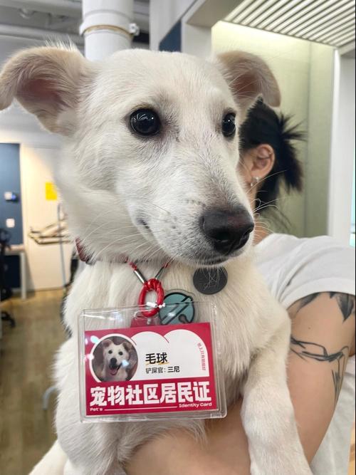 带“毛孩子”去春纪行得提前办犬证!在线申请快递到家→ 智能科技 带“毛孩子”去春纪行得提前办犬证!在线申请快递到家→ 带“毛孩子”去春纪行得提前办犬证!在线申请快递到家→ 智能科技
