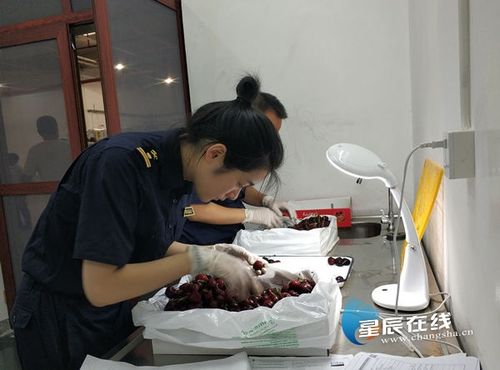 97吨樱桃“包机”抵湘 创长沙单批进口生果重量之最 互联通信 97吨樱桃“包机”抵湘 创长沙单批进口生果重量之最 97吨樱桃“包机”抵湘 创长沙单批进口生果重量之最 互联通信