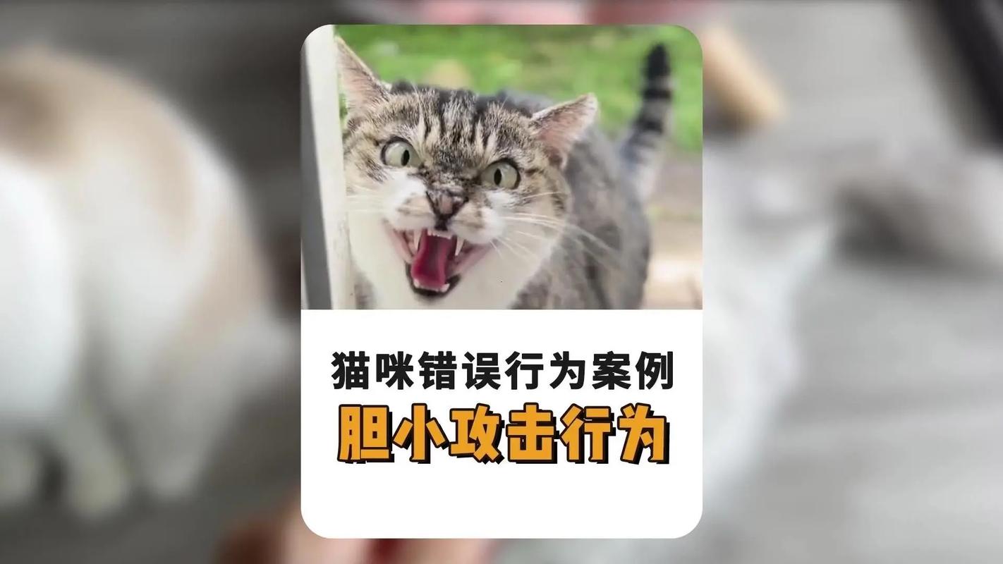 这七种常见的物品切切别给猫咪接触有些甚至致命 智能科技 这七种常见的物品切切别给猫咪接触有些甚至致命 这七种常见的物品切切别给猫咪接触有些甚至致命 智能科技