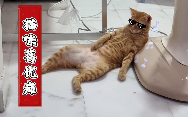 在家无聊能干什么?奶牛猫现身说法:唯有葛优瘫 智能家居 在家无聊能干什么?奶牛猫现身说法:唯有葛优瘫 在家无聊能干什么?奶牛猫现身说法:唯有葛优瘫 智能家居