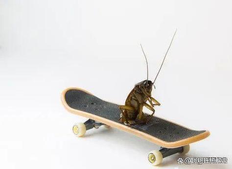 董点科技丨受樟脑丸的“刺激”你看这个大年夜学生干了啥 董点科技丨受樟脑丸的“刺激”你看这个大年夜学生干了啥 互联通信